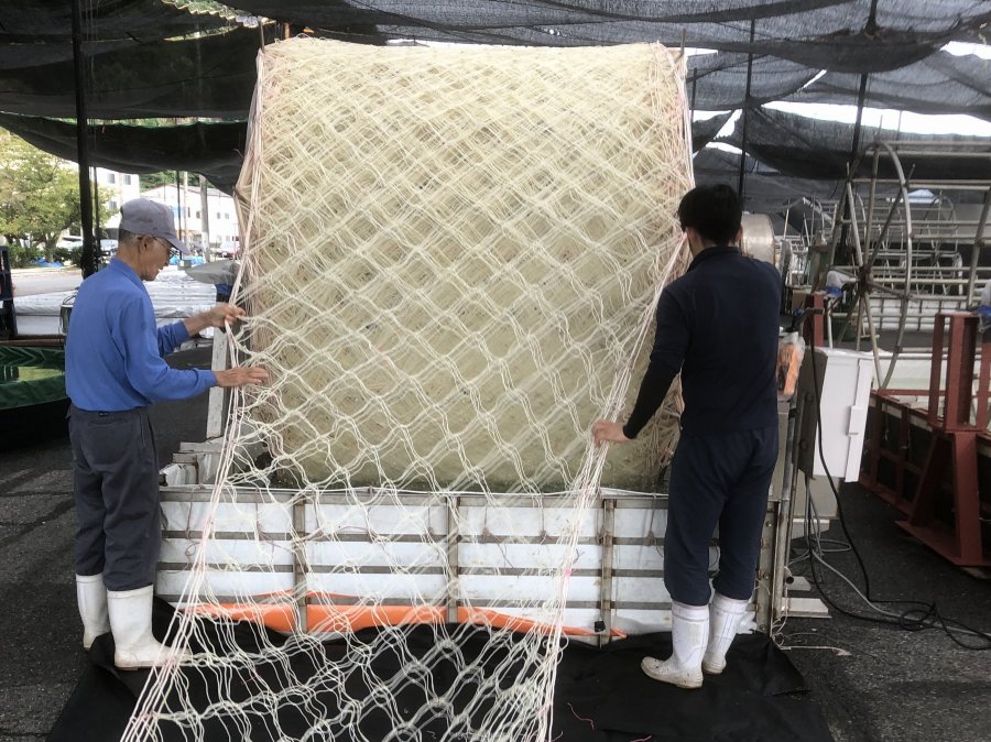 養殖海苔種付け03w